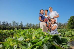 Must-Visit Strawberry Farms in Cape Town 2026 - WakaAbuja