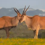 The best safari escapes close to Cape Town