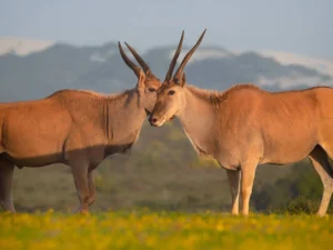 The best safari escapes close to Cape Town