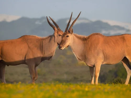 The best safari escapes close to Cape Town