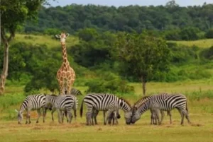 Wildlife Safaris Mindanao