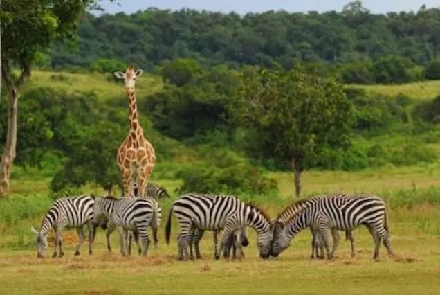 Wildlife Safaris Mindanao