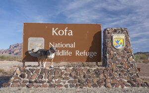 Kofa National Wildlife Refuge