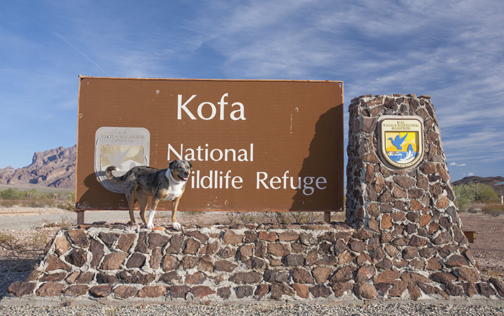 Kofa National Wildlife Refuge