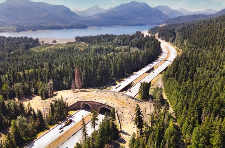 Wildlife Crossing