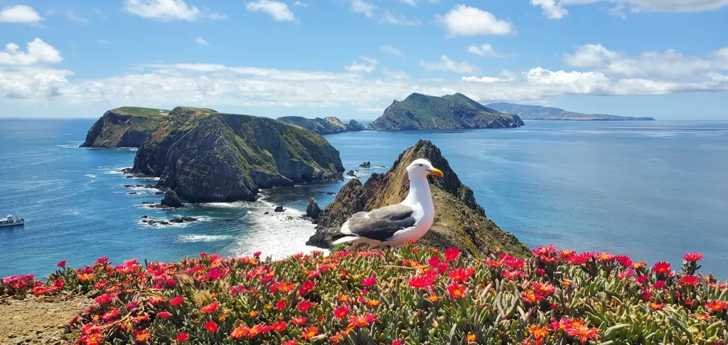 channel islands national park