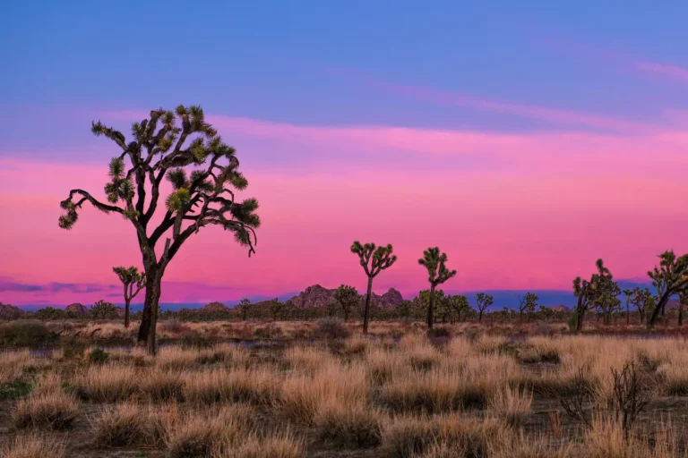 joshua tree national park