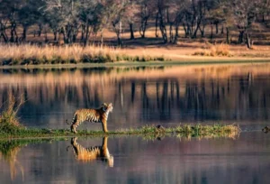 ranthambore national park