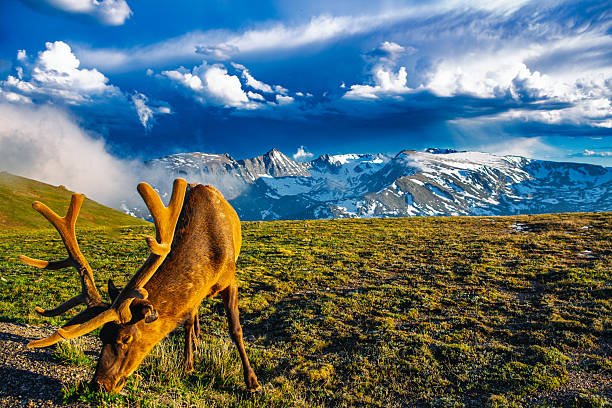 Rocky Mountain Elk: Size, Range, Diet, and Where to See Them 1 rocky mountain elk
