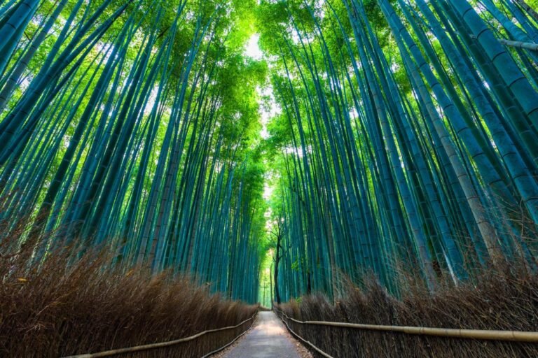 Sagano Bamboo Forest, Arashiyama: Complete Visitor Guide (Times, Costs & Map) 7 sagano bamboo forest arashiyama