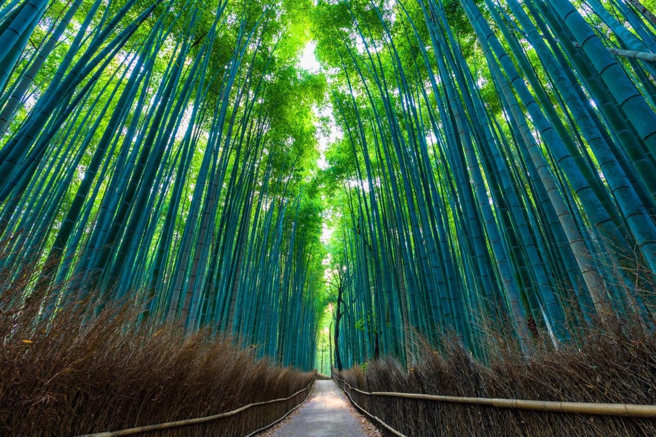 sagano bamboo forest arashiyama