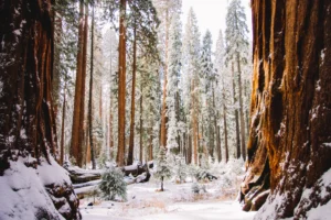 sequoia national park