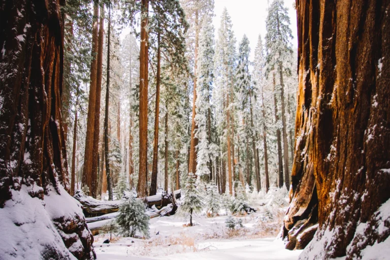 sequoia national park