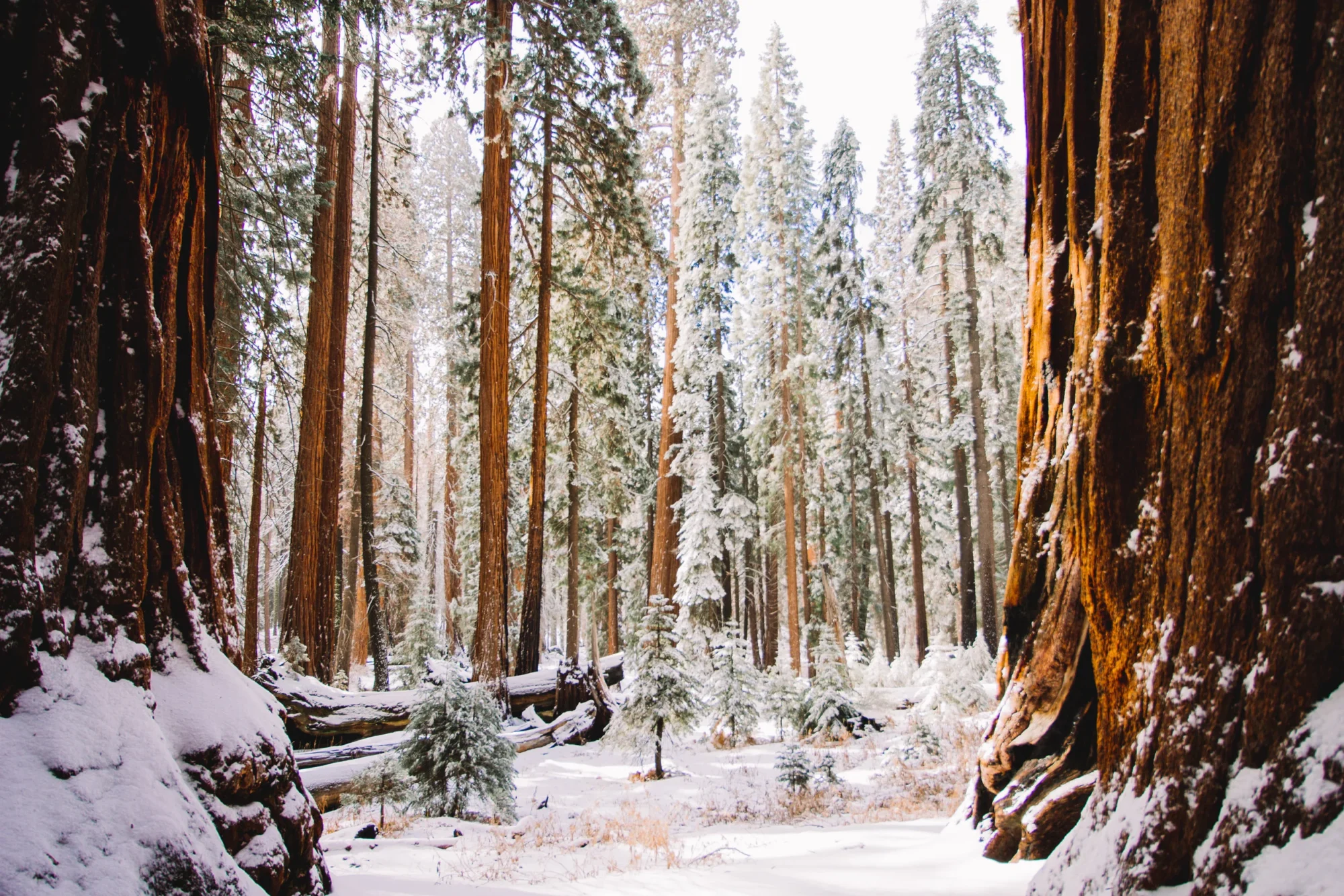 sequoia national park