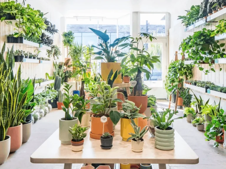 best places to buy plants online