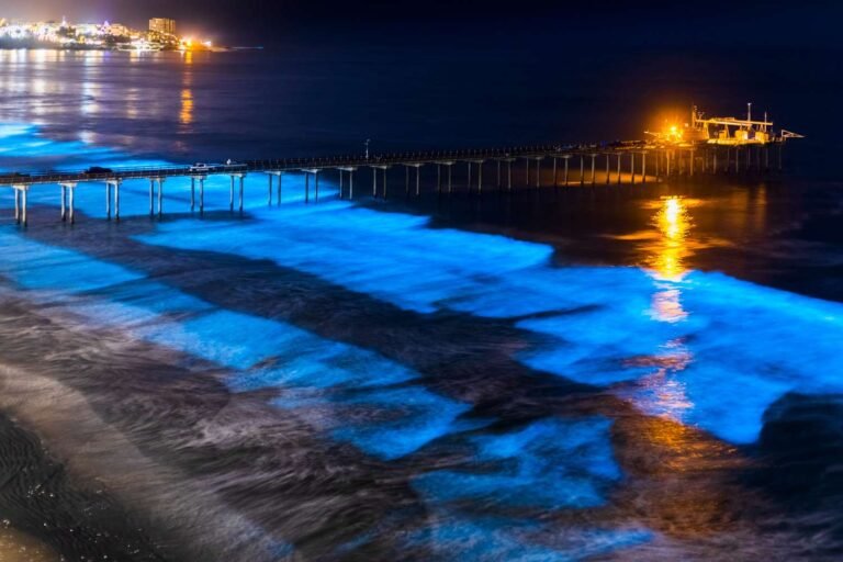best places to see bioluminescence