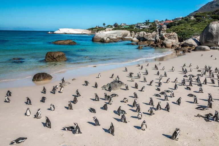 best places to see penguins