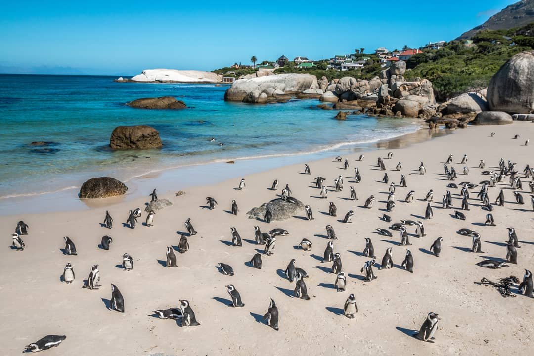best places to see penguins
