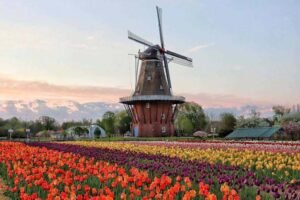 best places to see tulips