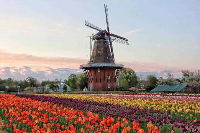 best places to see tulips