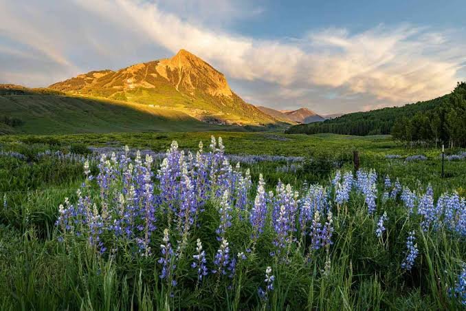 best places to see wildflowers