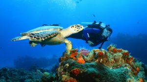 best places to swim with turtles