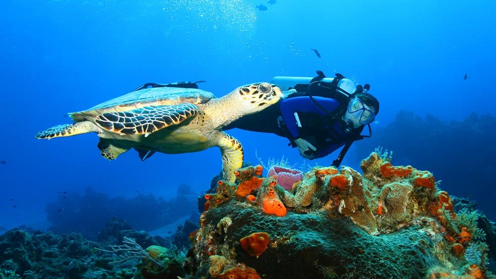 best places to swim with turtles