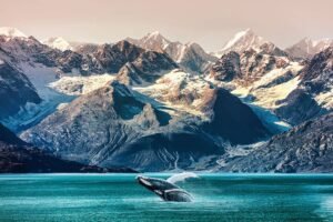 best places to watch whales