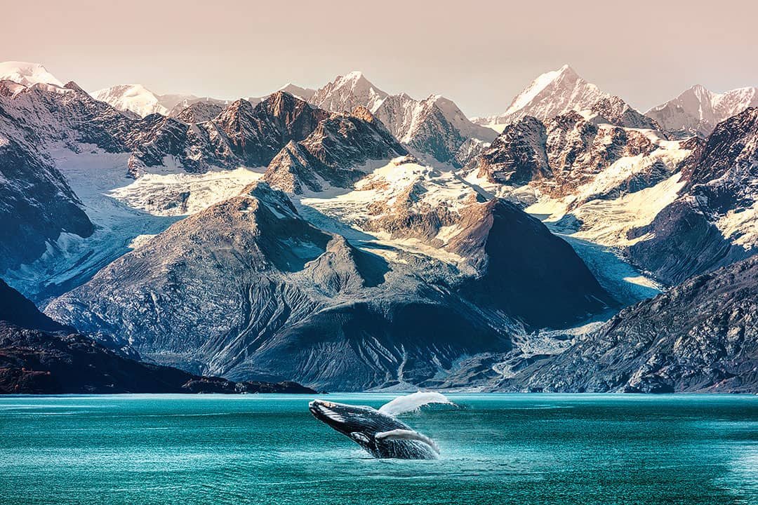 best places to watch whales